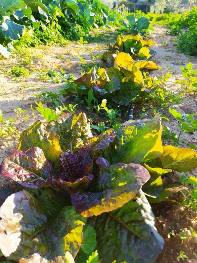 Myparadise-Farm Villa In The Centre Of South Crete 卡拉马基 外观 照片