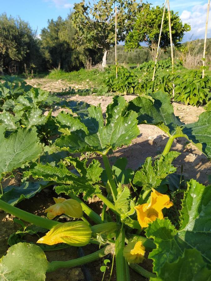 Myparadise-Farm Villa In The Centre Of South Crete 卡拉马基 外观 照片