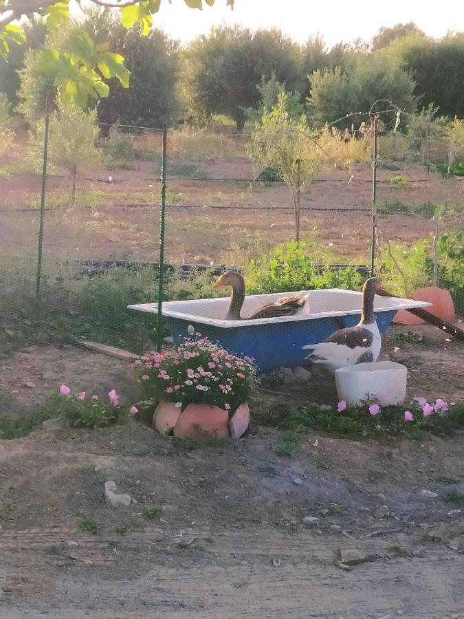 Myparadise-Farm Villa In The Centre Of South Crete 卡拉马基 外观 照片