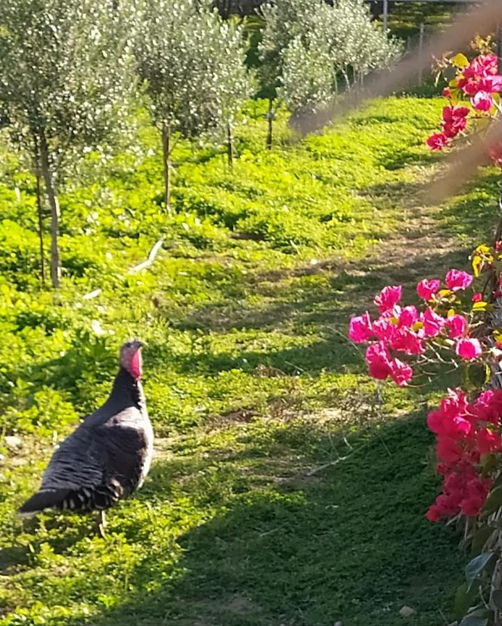 Myparadise-Farm Villa In The Centre Of South Crete 卡拉马基 外观 照片