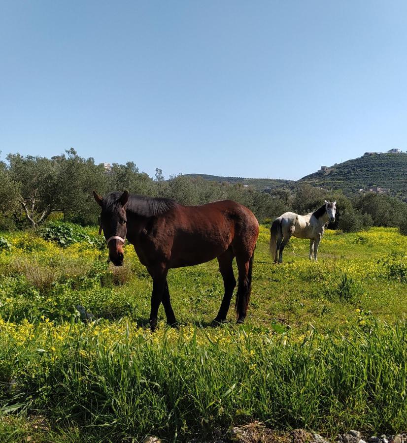 Myparadise-Farm Villa In The Centre Of South Crete 卡拉马基 外观 照片