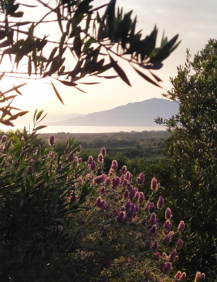 Myparadise-Farm Villa In The Centre Of South Crete 卡拉马基 外观 照片